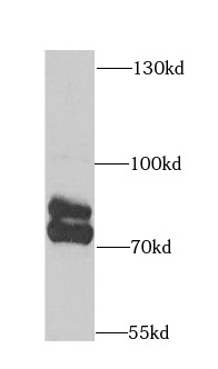      anti- ARNT2 antibody