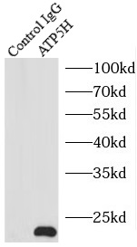      anti- ATP5H antibody