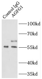      anti- AGFG1 antibody