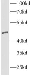      anti- AGFG2 antibody