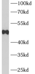      anti- ADRB2 antibody