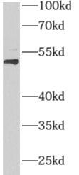      anti- AEBP2 antibody