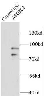      anti- AFG3L2 antibody