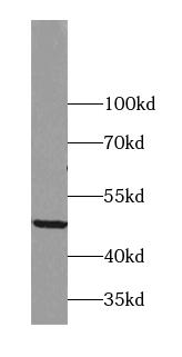      anti- ADRP antibody