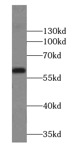      anti- Amylase, alpha antibody