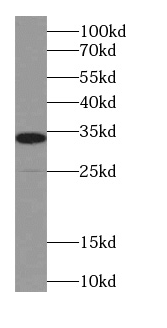      anti- ADAM17-Specific antibody