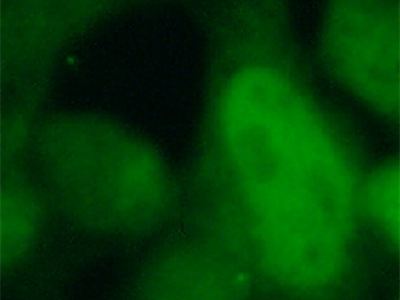      anti- AP1,JUN,P39 antibody