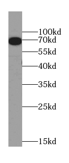      anti- ATF2-Specific antibody