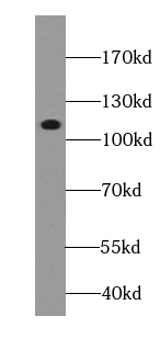      anti- ATP1A1-Specific antibody