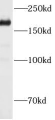      anti- ADAMTS12 antibody