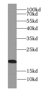      anti- ARF6-Specific antibody