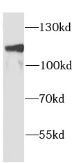      anti- alpha Adaptin antibody