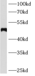      anti- Angiotensinogen antibody