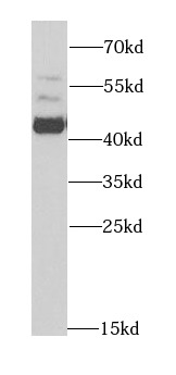      anti- Aminoacylase 1 antibody