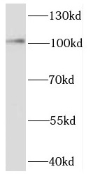      anti- EXOC1 antibody