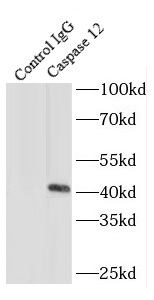      anti- Caspase 12 antibody