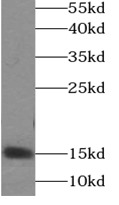      anti- alpha-synuclein antibody