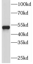 PI4K2A抗体