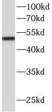      anti- Angiotensinogen antibody