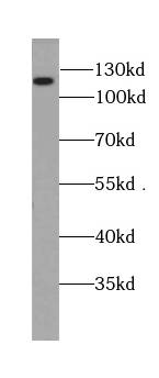      anti- BRD8 antibody