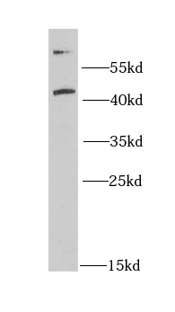      anti- CD63 antibody