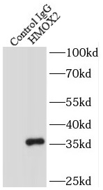      anti- HMOX2 antibody