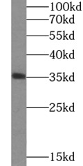 anti- HMOX2 antibody